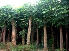 菏澤合歡樹苗價格及林杰花木銷售中心供應商服務解析