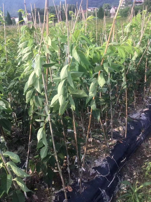 八重垂枝櫻花的種植歷史與農副產品銷售