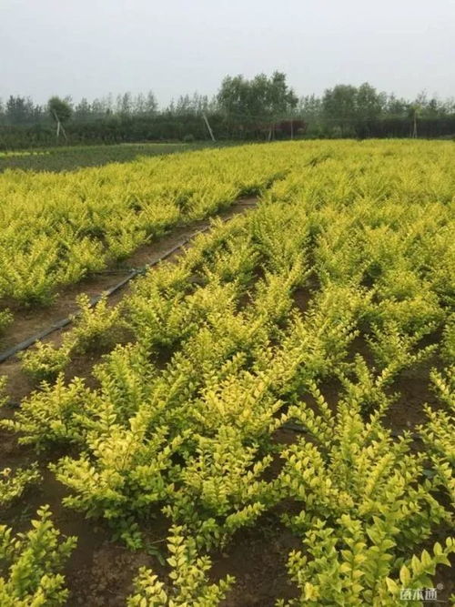 恭賀沭陽縣榮添園林綠化苗木場入駐苗木通 服務一流，價格優惠