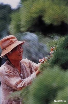 從接待過領導人的盆景園，看一個農夫的產業生命旅程