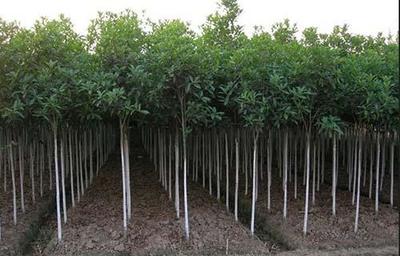 非正常季節(jié)苗木種植與農(nóng)副產(chǎn)品銷售的協(xié)同策略